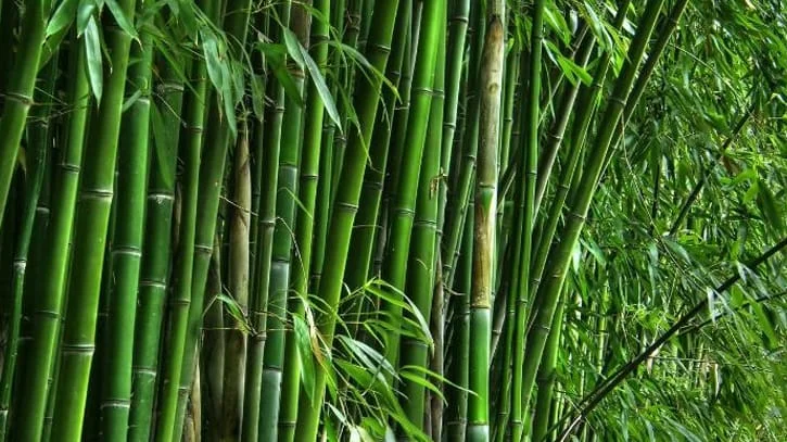 আজ বিশ্ব বাঁশ দিবস