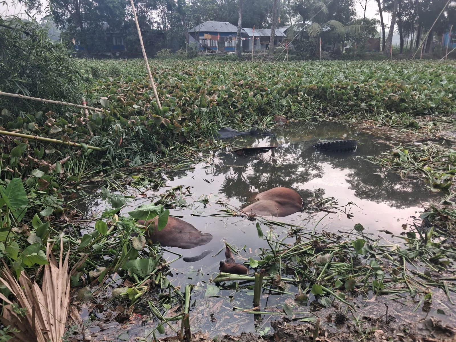 গোপালগঞ্জ-কোটালীপাড়া সড়কে গরুবাহী ট্রাক খালে ডুবে ৪ গরুর মৃত্যু, বেপারীদের ঋণ এর কেনা গরু হারিয়ে পথে বসার শঙ্কা