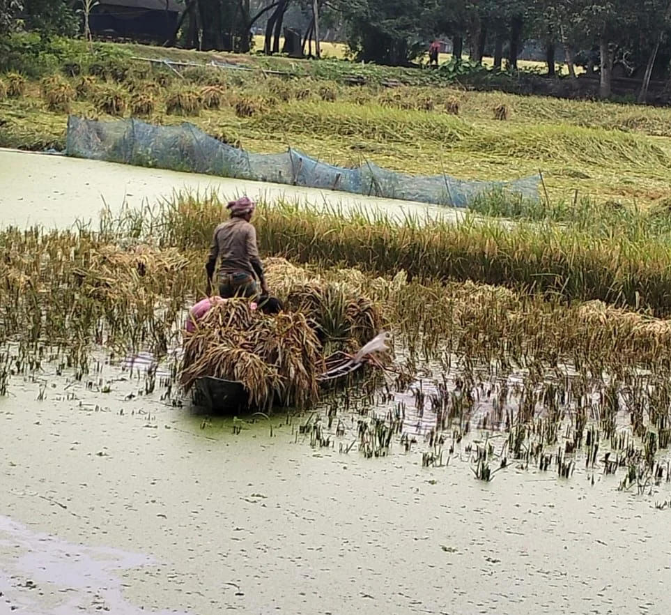 কোটালীপাড়ায় বৈরী আবওহাওয়ায় বোরো ধান কর্তনে ধীরগতির ফলে দুশ্চিন্তায় ভুগছে কৃষক