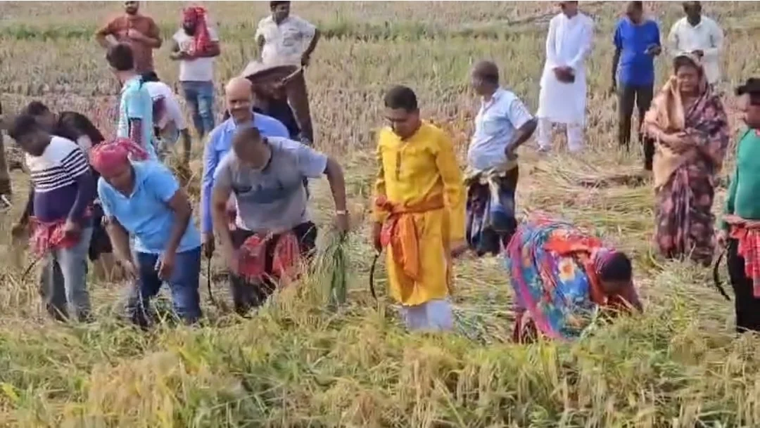 গোপালগঞ্জ-৩ এর এমপি এস এম জিলানী দলীয় নেতাকর্মীদের নিয়ে টুঙ্গিপাড়ায় এক বিধবা নারীর ধান কেটে দিলেন