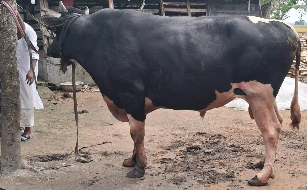 কোটালীপাড়ার ৪২ মণ ওজনের গরু ‘কালা পাহাড়’ দেখতে ভিড়