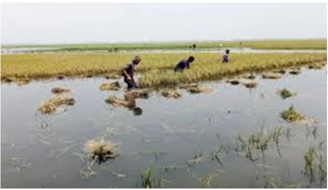সিলেটে বন্যায় ডুবল পাকা ধান, দিশেহারা কৃষক