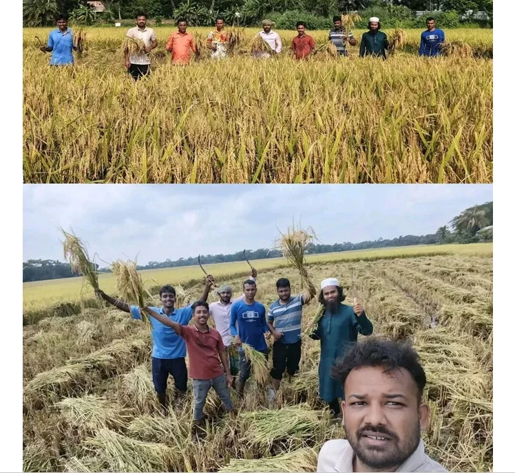 কোটালীপাড়ায় ছাত্রদলের উদ্যোগে বিধবা নারীর ধান কেটে সহায়তা
