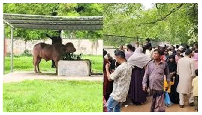 চিড়িয়াখানায় ‘ডোনাল্ড ট্রাম্প’ দেখতে ভিড়